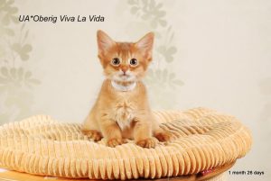 Сомалийская кошка котенок Вива ла Вида